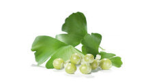 Ginkgo Biloba - Zusammensetzung von Titan Gel